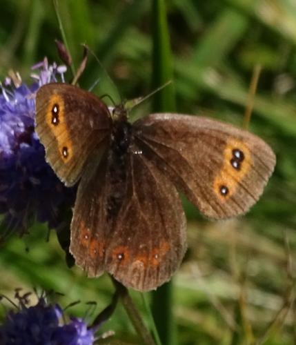 Erebia aethiops